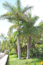 Royal Palm - Live Starter Plants in 2 Inch Pots - Roystonea Regia - Extremely Rare Ornamental Trees of The World