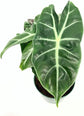 Alocasia - Live Plants in 4 Inch Pots - Florist Quality Air Purifying Indoor Plant - Nature&