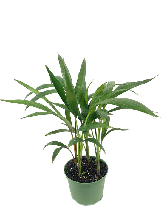 Kentia Palm - Live Plant in an 6 Inch Growers Pot - Howea Forsteriana - Extremely Rare and Elegant Palm From Florida