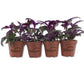 Purple Passion Plant - Royal Velvet Plant - Live Starter Plants in 2 Inch Pots - Gynura Aurantica - Rare Indoor Houseplant