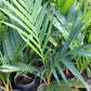 Orange Crownshaft Palm Tree - Live Plant in a 10 Inch Pot - Areca Vestiaria - Extremely Rare Ornamental Palms from Florida