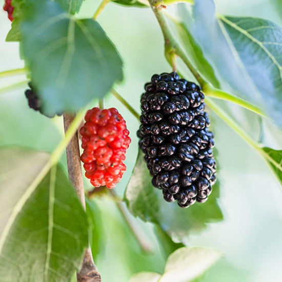 Dwarf Everbearing Mulberry Tree - Live Starter Plants in 2 Inch Pots - Edible Fruit Tree for The Patio and Garden