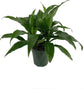 Air Purifying Houseplant Multi-Pack - 3 Live Plants in 6 Inch Pots - ZZ Zamioculcas Zamiifolia, Dracaena Janet Craig, Neanthe Bella Parlor Palm - Easy Care Indoor Houseplants