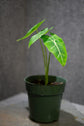 Alocasia - Live Plants in 4 Inch Pots - Florist Quality Air Purifying Indoor Plant - Nature&