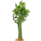 Lucky Indoor Bamboo - Live Plants - Ships Bare Root - 12 Inch Curly Stalks - Air Purifying Feng-Shui Zen Garden Houseplants