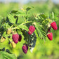 Raspberry Plant - Live Plants in 2 Inch Pots - Grow Your Own Fruits - Garden Or Patio