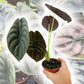 Alocasia - Live Plants in 4 Inch Pots - Florist Quality Air Purifying Indoor Plant - Nature&