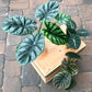 Alocasia - Live Plants in 4 Inch Pots - Florist Quality Air Purifying Indoor Plant - Nature&