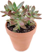 California Sunset Succulent - Live Starter Plants in 2 Inch Pots - Graptosedum Purple - Beautiful Indoor Outdoor Succulent Houseplant (3 Plants)