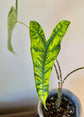 Alocasia - Live Plants in 4 Inch Pots - Florist Quality Air Purifying Indoor Plant - Nature&