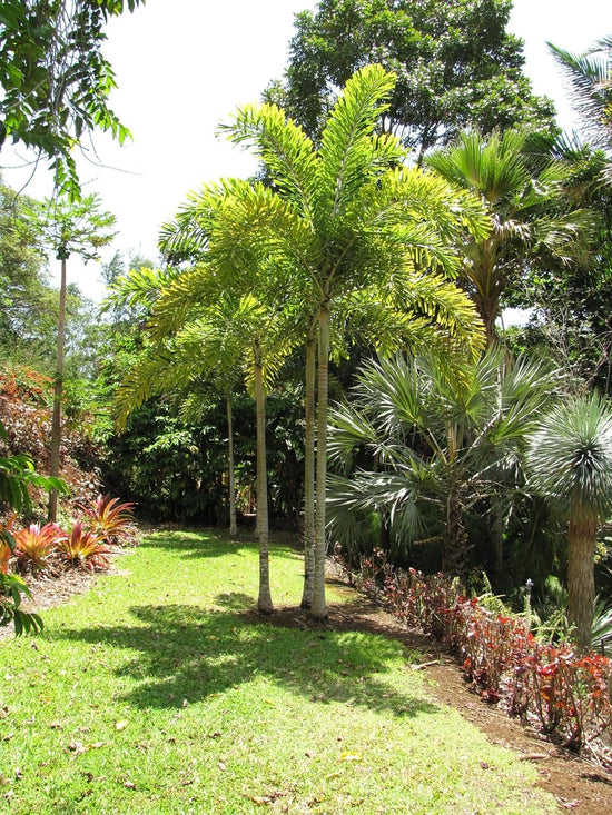 Foxtail Palm - Live Starter Plants in 2 Inch Pots - Wodyetia Bifurcata - Rare Ornamental Palms of Florida