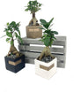 Bonsai Metal Stripe Planter - Live Plants in 3 Inch Decorative Pots - Plant Variety is Grower&
