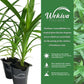 Pandan Plant - Live Plants in 4 Inch Pots - Pandanus Amaryllifolius - Fragrant Flavor Sweet Edible Leaves