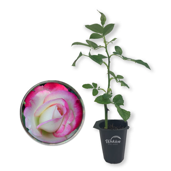 Cherry Parfait Rose Bush - Live Starter Plants in 2 Inch Pots - Beautiful Rose from Florida - A Beautiful Rose with Soft Creamy Petals in a Rich Cherry Red Hue