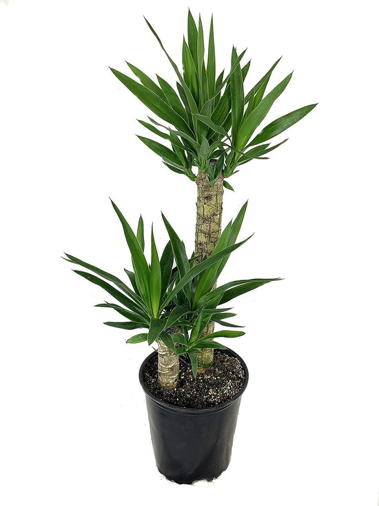 Yucca Cane Plant - Live Plant in a 8 Inch Pot - Yucca Guatemalensis - Beautiful Easy Care Air Purifying Indoor Houseplant