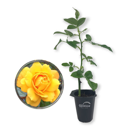 Gold Medal Rose Bush - Live Starter Plants in 2 Inch Pots - Beautifully Fragrant Roses from Florida - A Beautiful Rose with Shapely Deep Golden Blooms