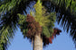 Royal Palm - Live Starter Plants in 2 Inch Pots - Roystonea Regia - Extremely Rare Ornamental Trees of The World