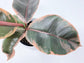 Ruby Ficus Rubber Plant - Live Plants in 2 Inch Pots - Ficus Elastica &