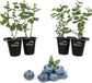 Blueberry Variety Pack - 4 Live Starter Plants - Four Live Starter Plants for Your Edible Garden