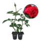 Don Juan Rose Bush - Live Starter Plants in 2 Inch Pots - Beautifully Fragrant Heirloom Rose from Florida - A Versatile Beauty with a Rich Fragrance