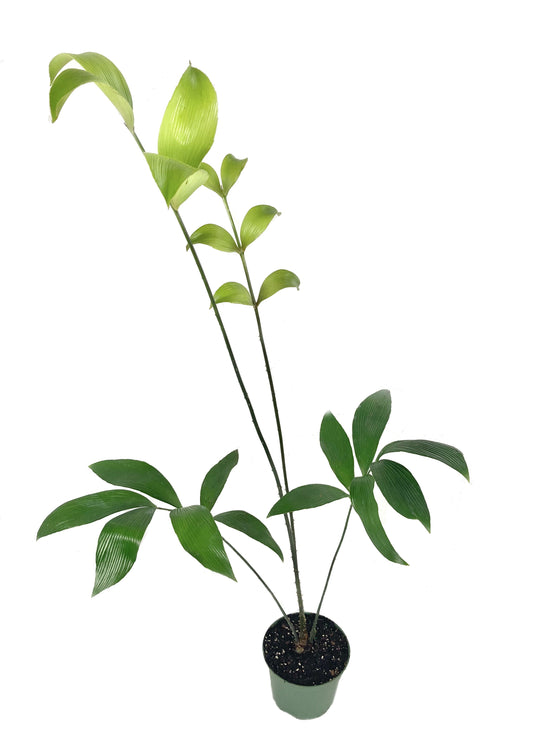 Beach Zamia - Live Plant in a 6 inch Growers Pot - Zamia Nesophila - Extremely Rare Ornamental Palms of Florida