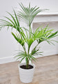 Belmore Sentry Palm - Live Plant in a 3 Gallon Growers Pot - Howea Belmoreana - Beautiful Clean Air Indoor Outdoor Houseplant