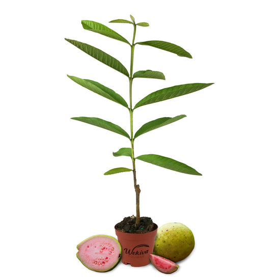 Barbie Pink Guava Tree - Live Starter Plants in 2 Inch Grower&