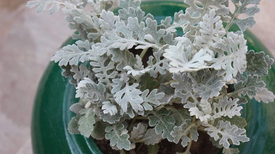 Silver Dusty Miller Plant - Live Plants in 4 inch Pots - Beautiful Flowering Annuals for Gardens and Patios - Finished Plants Ready for The Garden