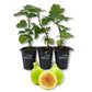 Fig Tree - 3 Live Tissue Culture Starter Plants - Ficus Carica - Edible Fruit Tree for The Patio and Garden