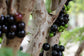 Jaboticaba Tree - Live Plants in 6 inch Growers Pots - Plinia Cauliflora - Starter Tree - Edible Fruit Trees from Florida