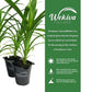 Pandan Plant - 4 Live Starter Plants in 2 Inch Pots - Pandanus Amaryllifolius - Fragrant Flavor Sweet Edible Leaves