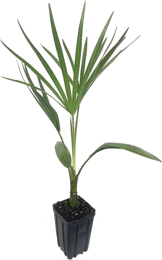 Ribbon Palm - Live Plant in a 4 Inch Growers Pot - Livistona Decora - Rare Ornamental Palms of Florida