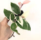 Hoya Krimson Queen Hanging Basket - Live Plant in a 6 Inch Pot - Hoya Carnosa &