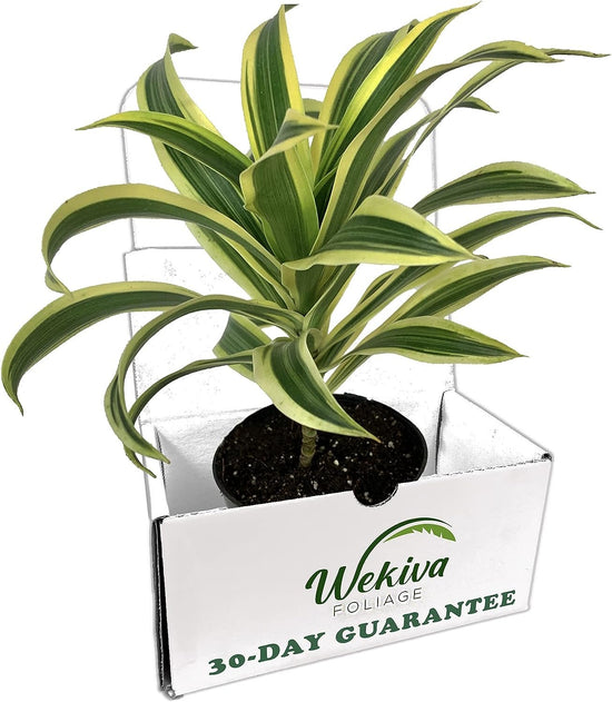 Song of India Plant - Live Plant in a 4 Inch Pot - Dracaena Reflexa - Beautiful Easy to Grow Air Purifying Indoor Plant