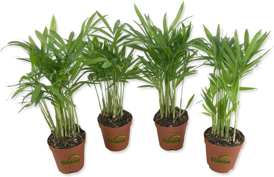 Neanthe Bella Parlor Palm - 4 Live Starter Plants in 2 Inch Pots - Baby Plants - Chamaedorea Elegans - Beautiful Clean Air Indoor Houseplant - Air Purifying