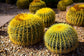 Golden Barrel Cactus - Live Plant in a 6 Inch Pot - Echinocactus Grusonii - Beautiful and Unique Cactus Succulent