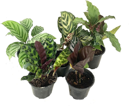 Calathea Indoor Houseplant Assortment - 5 Live Plants in 4 Inch Pots - Grower&