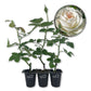 Iceberg Rose Bush - Live Starter Plants in 2 Inch Pots - Beautifully Fragrant Rose from Florida - A Versatile Beauty with a Rich Fragrance