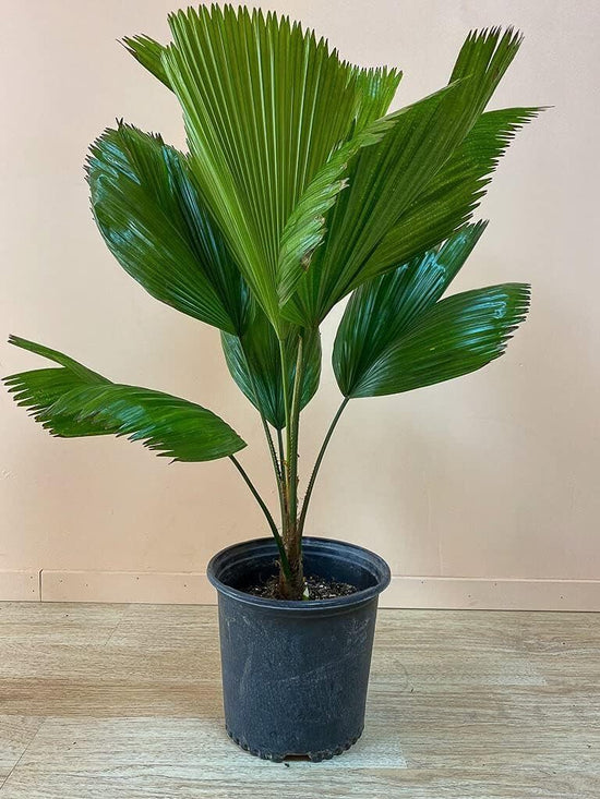 Vanuatu Fan Palm - Ruffled Fan Palm - Live Plant in a 1 Gallon Pot - Licuala Grandis - Extremely Rare Ornamental Palms of Florida