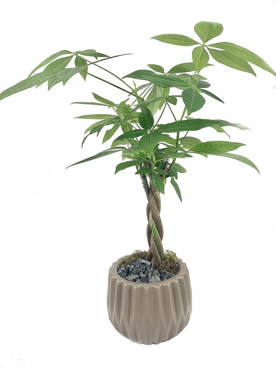 Classic Bonsai Planter - Live Plant in a Grey 5 Inch Decorative Pot - Plant Variety is Grower&