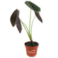 Alocasia - Live Plants in 4 Inch Pots - Florist Quality Air Purifying Indoor Plant - Nature&