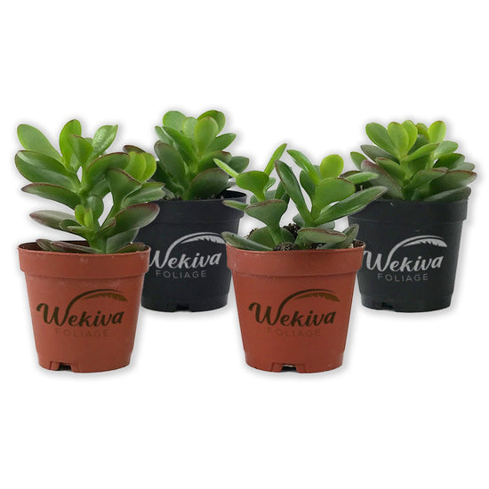 Mini Leaf Jade Plant - Live Starter Plants in 2 Inch Pots - Portulacaria Afra - Drought Tolerant Indoor Outdoor Succulent Houseplant