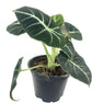 Alocasia - Live Plants in 4 Inch Pots - Florist Quality Air Purifying Indoor Plant - Nature&