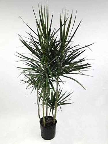 Dracaena Marginata Cane - Live Plant in a 10 Inch Pot - Dracaena Marginata - Easy Care Low Maintenance Indoor Air Cleaning Plant