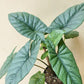 Alocasia - 4 Live Starter Plants in 2 Inch Pots - Alocasia - Florist Quality Air Purifying Indoor Plant - Nature&