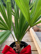 Windmill Palm - Live Plants in 4 Inch Pots - Trachycarpus Fortunei - Hardy Palm from Florida