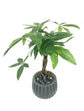 Classic Bonsai Planter - Live Plant in a Grey 5 Inch Decorative Pot - Plant Variety is Grower&