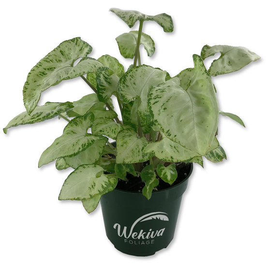 Syngonium Glo Go - Live Plant in a 4 Inch Pot - Syngonium Podophyllum &