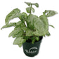 Syngonium Glo Go - Live Plant in a 4 Inch Pot - Syngonium Podophyllum &