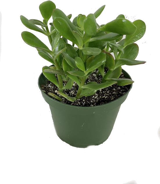 Jade Plant - Live Plants in 6 Inch Pots - Crassula Ovata - Beautiful and Unique Cactus Succulent